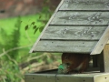 vreemde vogel